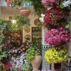 Идеи за вътрешен двор с цветя