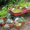 Растения идеи за градина