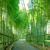 Бамбукова градина Япония