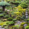 Най-доброто дърво за Японската градина