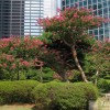 Японска градина цъфтящи растения