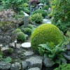 Японски градински растения и храсти