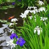 Японски езерни растения