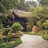 Растения за градина в азиатски стил