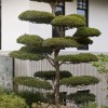 Малки дървета за японска градина