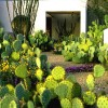 Идеи за озеленяване на кактуси