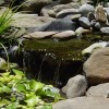 Двор езерце озеленяване