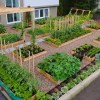 Зеленчукови градини в задния двор