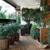 Балконски растения идеи