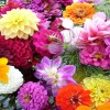 Красиви идеи за цветна градина