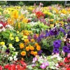 Цветни градини