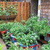 Контейнер градинарство зеленчуци