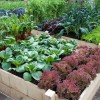 Градинарство повдигнати легла зеленчук