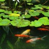 Езерце за златни рибки