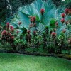 Хавайска градина дизайн