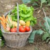 Начало зеленчукови градини