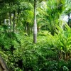 Буйни тропически растения