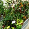 Вътрешен двор зеленчукова градина