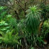 Засаждане на тропическа градина