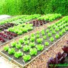 Прост дизайн на зеленчукова градина