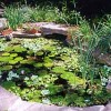 Малка водна градина