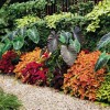 Тропически цветни лехи снимки