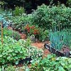 Зеленчукова цветна градина дизайн