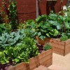 Зеленчукова градина идеи за озеленяване
