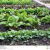 Зеленчукови градински растения