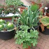 Зеленчуково градинарство в контейнери