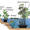 Водни градински растения