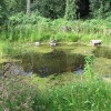 Езера за диви животни в градините